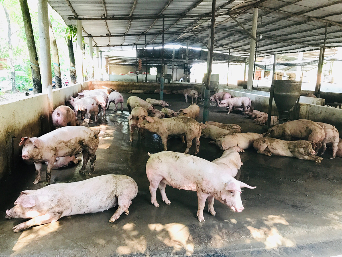 Phòng chống dịch tả heo châu Phi tại Dầu Tiếng