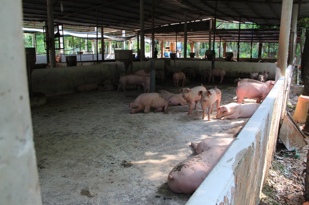 Phòng chống dịch tả heo châu Phi của người dân huyên Dầu Tiếng