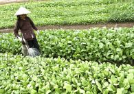 Bình Dương phát triển nông nghiệp theo hướng hiện đại hóa