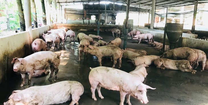 Dầu Tiếng: Chưa xuất hiện dịch tả heo châu Phi