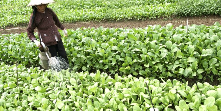 Bình Dương phát triển nông nghiệp theo hướng hiện đại hóa