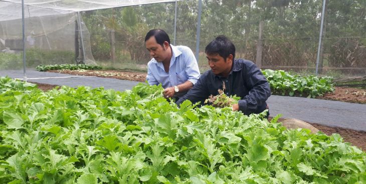 Thoát nghèo nhờ rau sạch