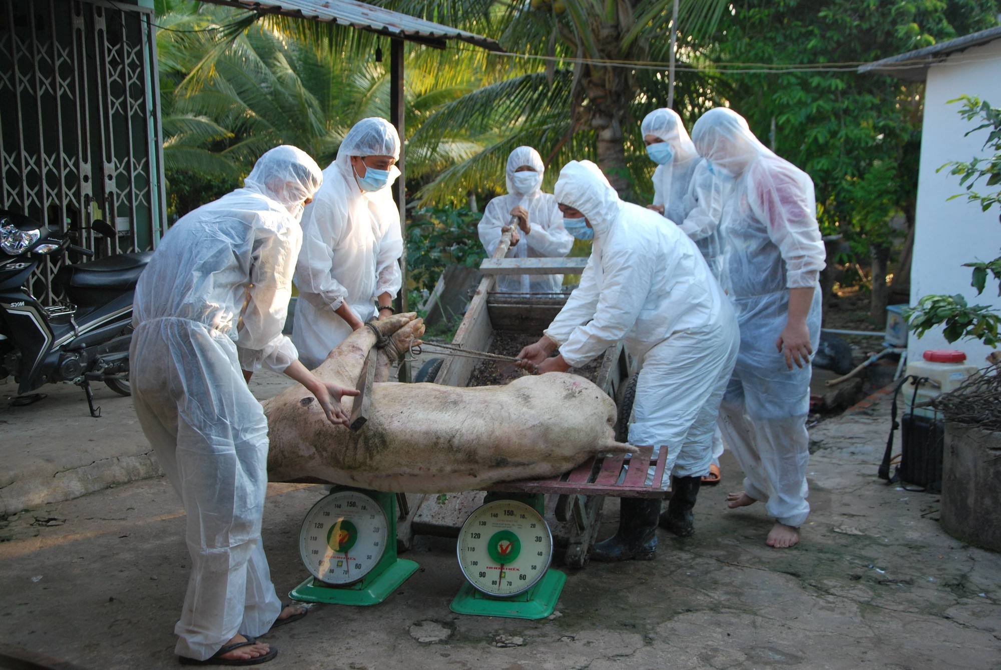 Quy trình tiêu hủy heo bị dịch tả châu Phi ở những khu vực nhiễm bệnh 2