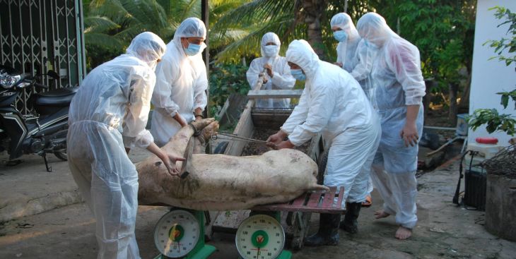 Quy trình tiêu hủy heo bị dịch tả châu Phi ở những khu vực nhiễm bệnh