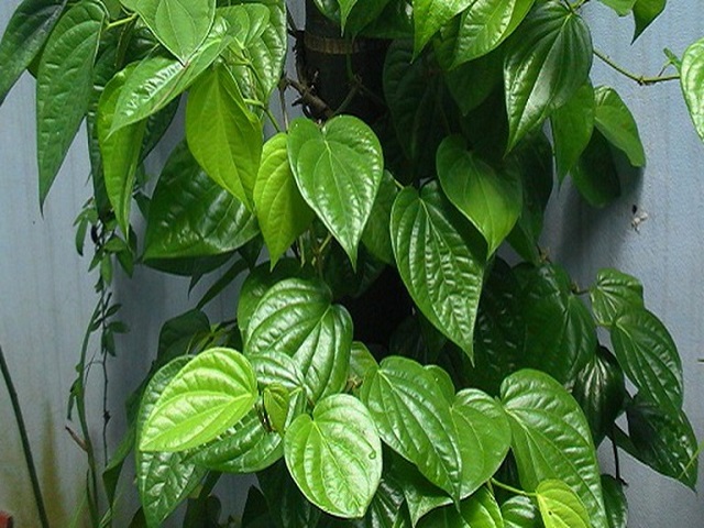 Chữa bệnh vảy nến thông qua phương pháp đông y