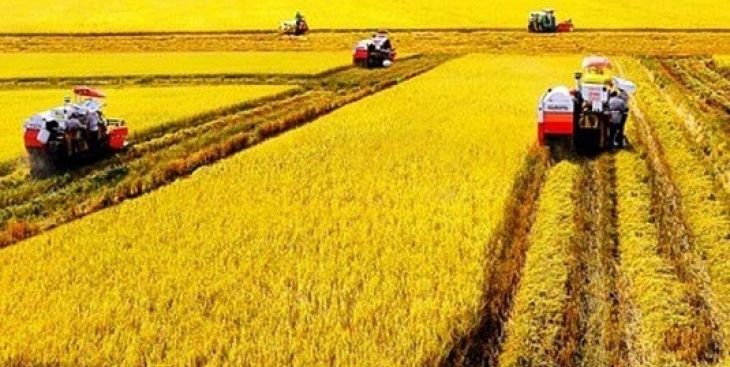 5 trường hợp bị truy thu thuế sử dụng đất nông nghiệp