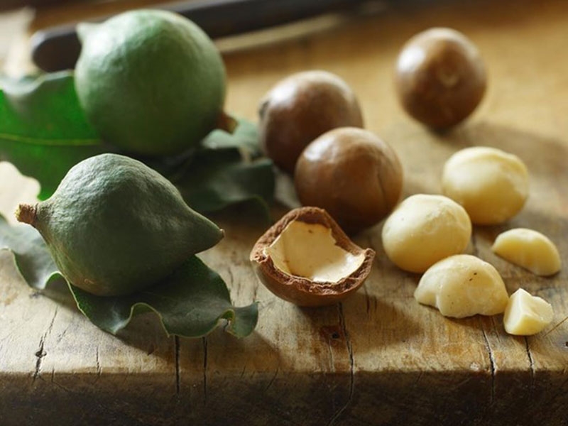 Hạt macca tươi dễ dàng tách hạt hơn