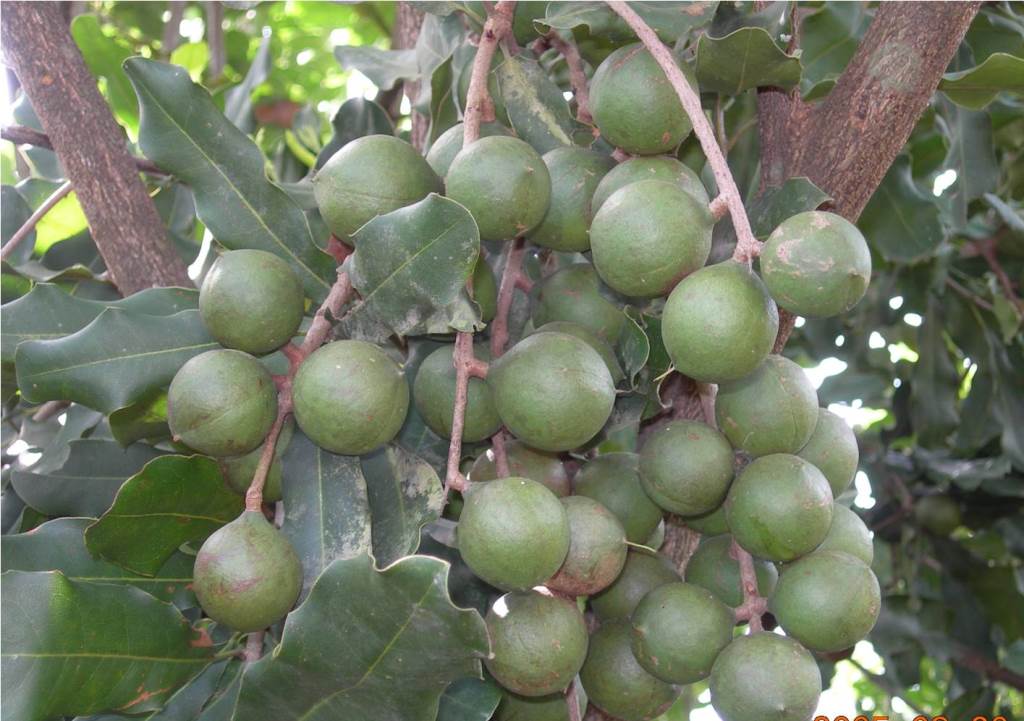 Hạt Mắc ca được trồng ở Việt Nam mang lại giá trị kinh tế cao