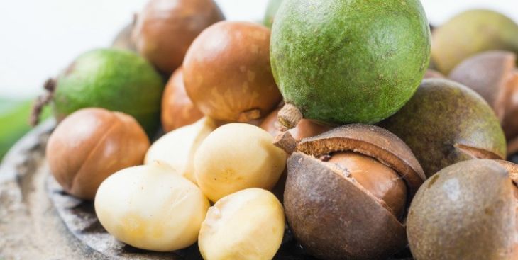 Hạt Macca & tất cả điều phải biết