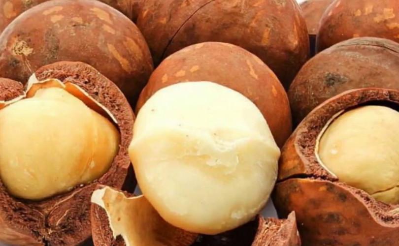 Vườn Nhà Dương chọn lọc hạt macca kỹ lưỡng, đều và chắc