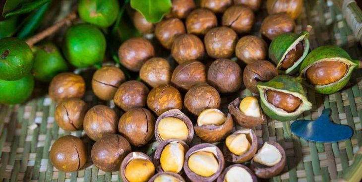 Tất tần về hạt macca tươi (Tác dụng, chế biến, bảo quản)