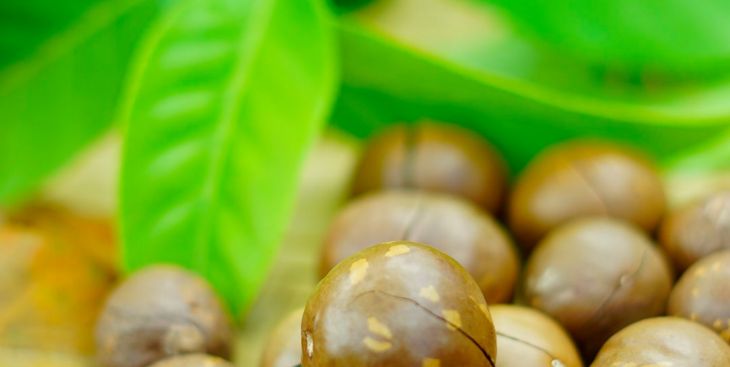 [Chia sẻ] 5 địa điểm mua hạt Macca ở Tp. HCM chất lượng nhất