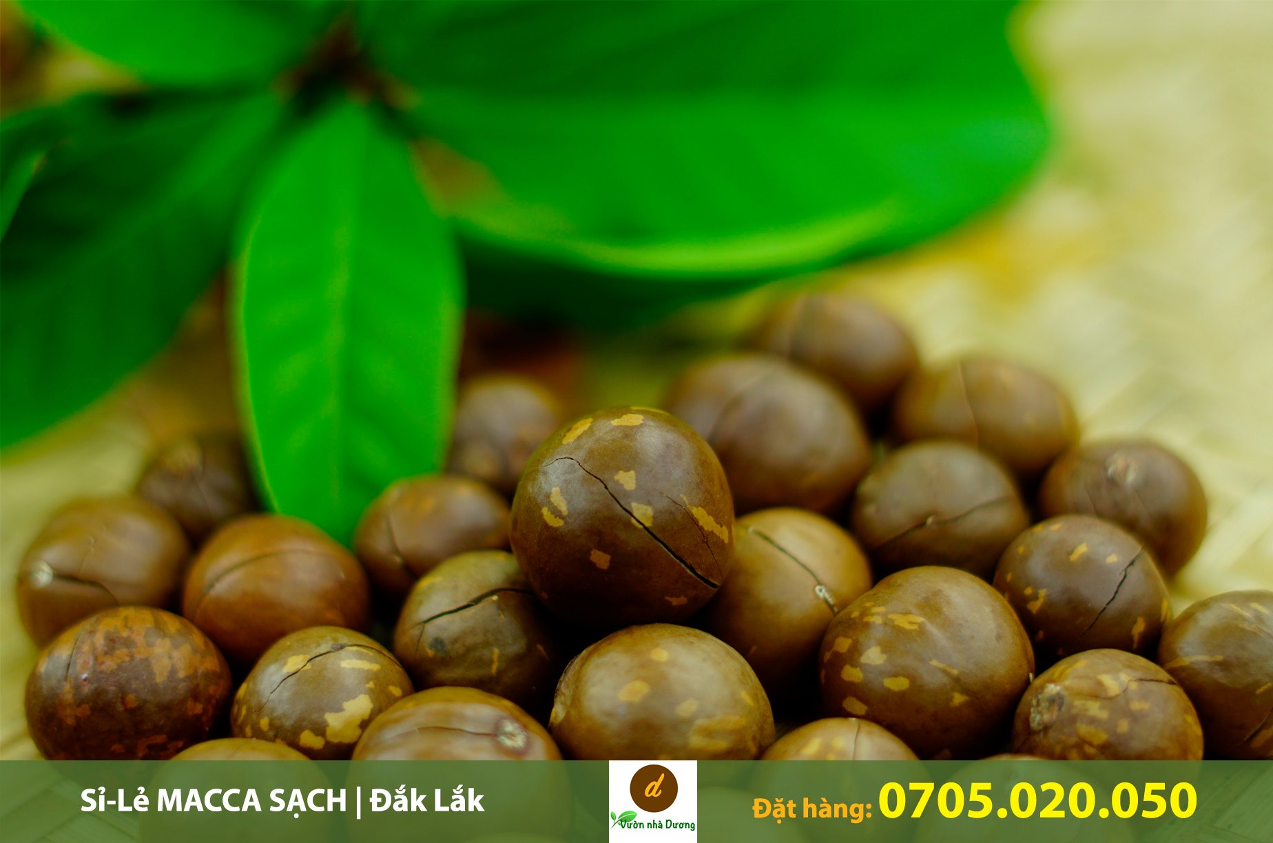 Vườn Nhà Dương là một cửa hàng cung cấp hạt macca giá sỉ uy tín và giá tốt