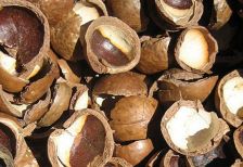 Những công dụng của vỏ hạt mắc ca bạn nên biết