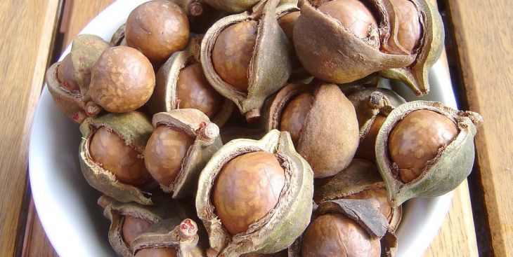 Cảnh báo khi mua hạt macca giá rẻ không rõ nguồn gốc