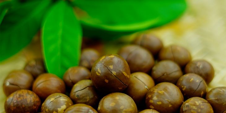 Top 3 cửa hàng hạt Macca giá sỉ uy tín nhất hiện nay [2020]