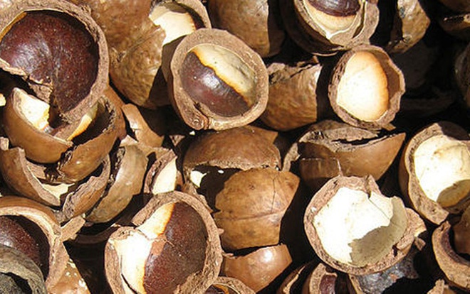 Sử dụng vỏ hạt macca làm nhiên liệu và chất đốt trong nấu ăn