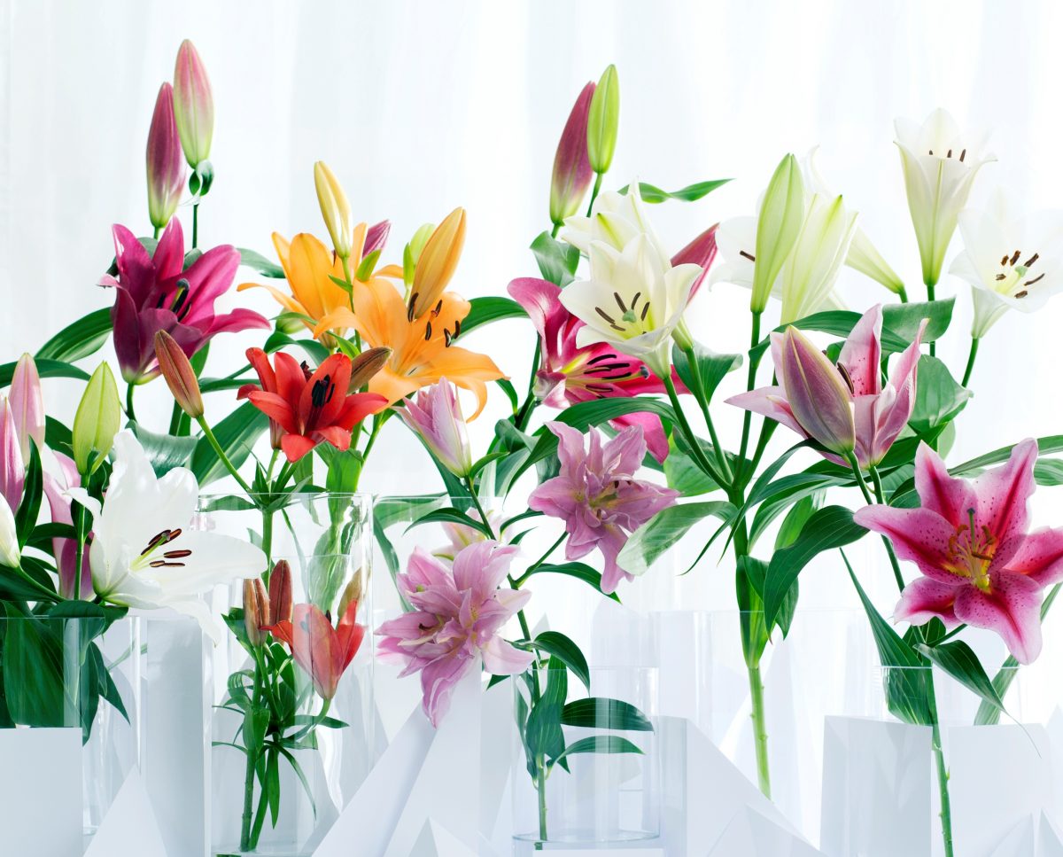 hoa ngày Nhà giáo 20-11