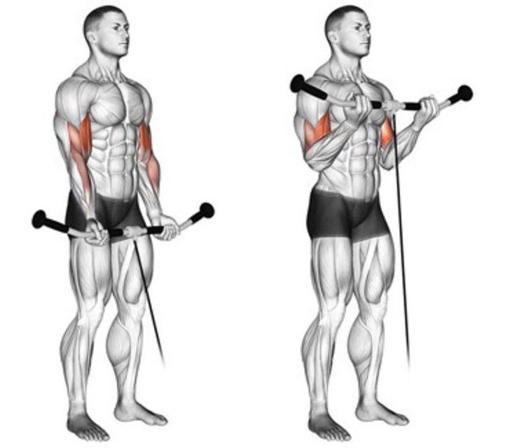 bài tập tay trước