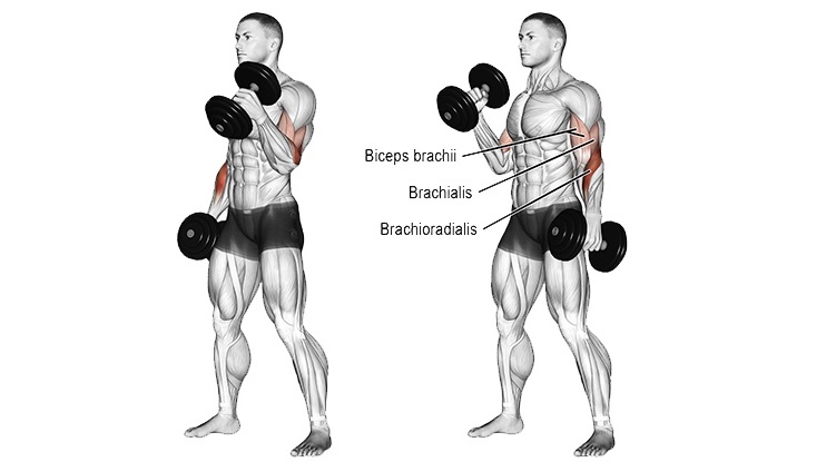 bài tập tay trước