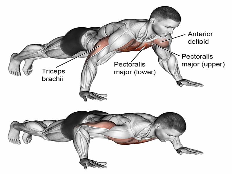 Hít đất lên cơ gì?