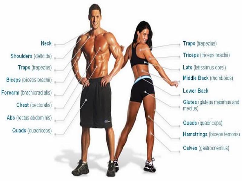 Các nhóm cơ quan trọng trong cơ thể người