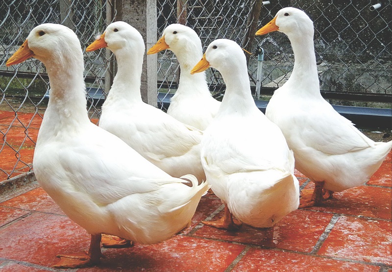 Mẹo chọn vịt đánh tiết canh ngon