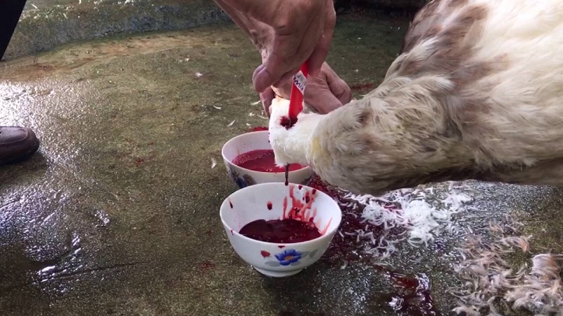 Cắt tiết vịt nhanh để tiết không bị đông